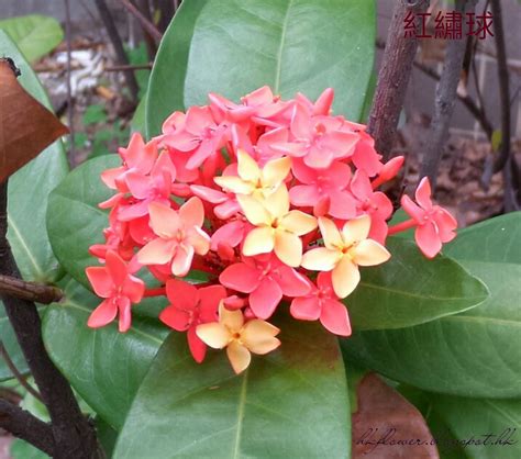 紅色小花植物|10種開紅色花的植物